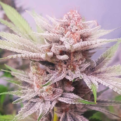 Freedom Of Seeds - Banana Dance