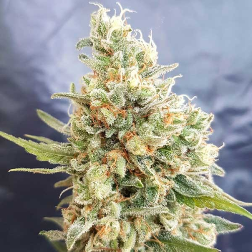 Freedom Of Seeds - Crystal Dwarf Auto regular
