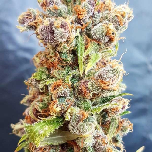 Freedom Of Seeds - Romberry regular