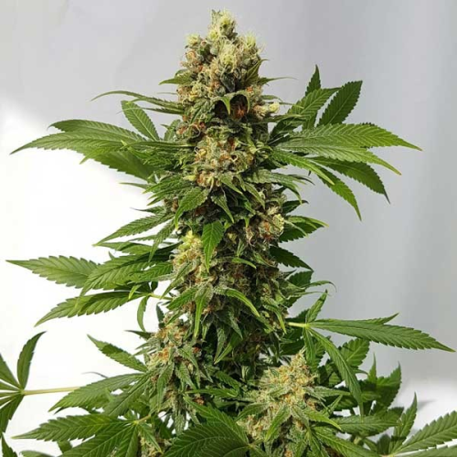 Freedom Of Seeds - Guerrilla Ryder Auto regular