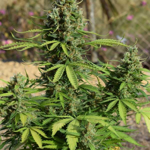 Freedom Of Seeds - Jack Auto