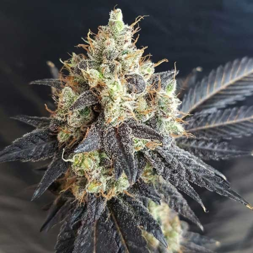 Freedom Of Seeds - Mighty Grape regular