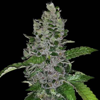 G13 Labs Seeds - Frozen Afghan Mintz