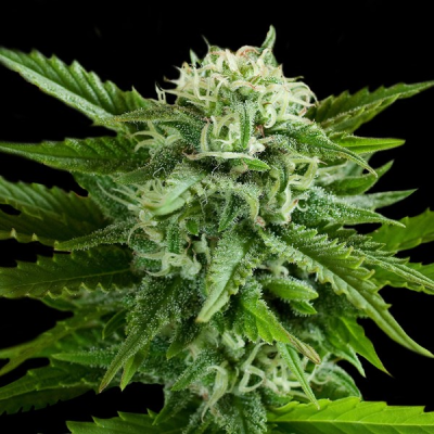 G13 Labs Seeds - Auto Pineapple Express