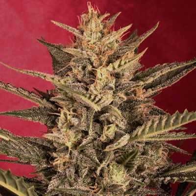 G13 Labs Seeds - Auto Sunset Vibes