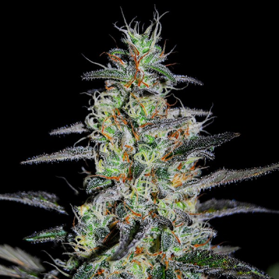 G13 Labs Seeds - Blue Cindy