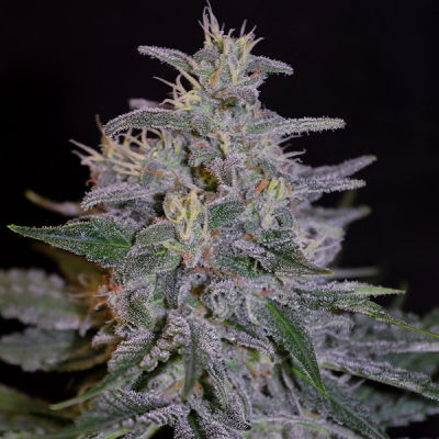 G13 Labs Seeds - Blue Venom