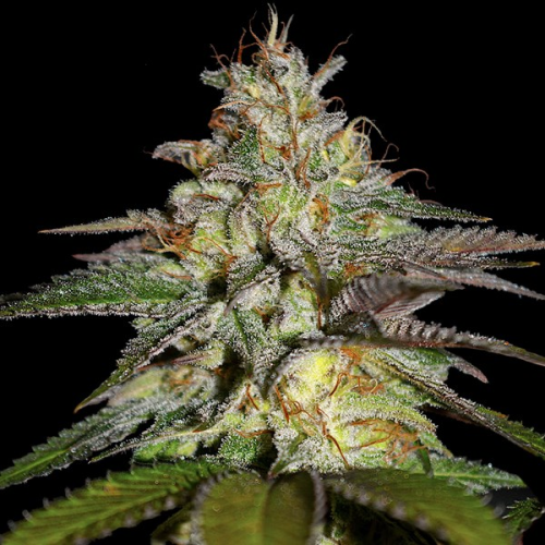 G13 Labs Seeds - Blueberry Gum