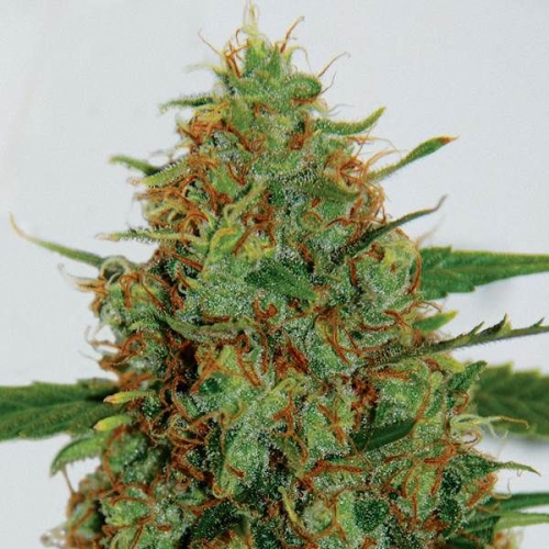 G13 Labs Seeds - C99
