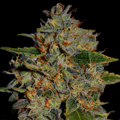 G13 Labs Seeds - Apple Crumble