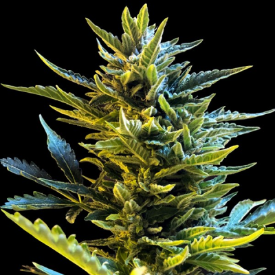 G13 Labs Seeds - Auto Bride Cake