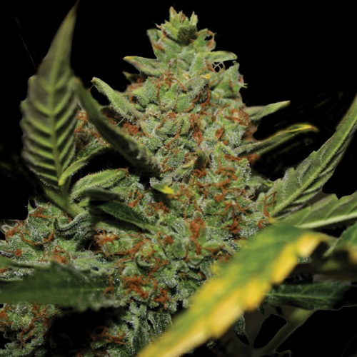 G13 Labs Seeds - Auto Diesel