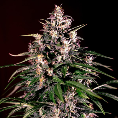 G13 Labs Seeds - Auto Dosi