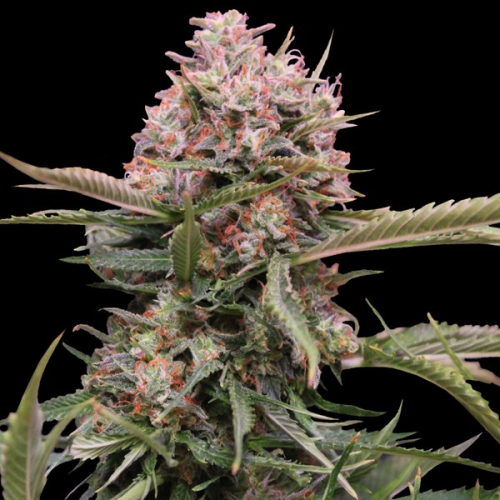 G13 Labs Seeds - Auto Gigabud