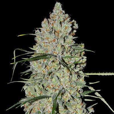 G13 Labs Seeds - Auto Pineapple Express #2