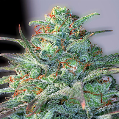 G13 Labs Seeds - Eggnog OG