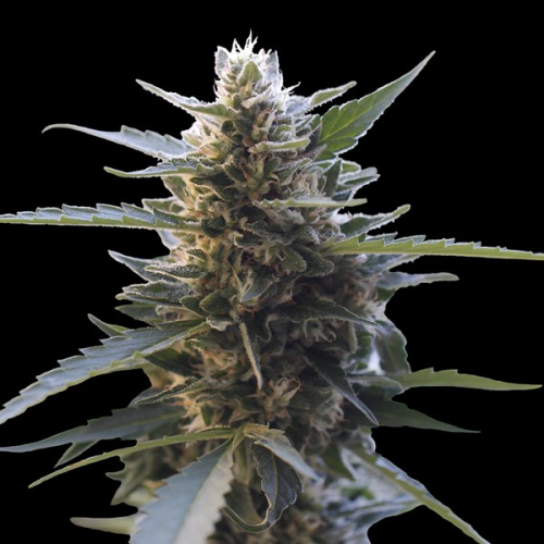 G13 Labs Seeds - Northern Lights x Skunk