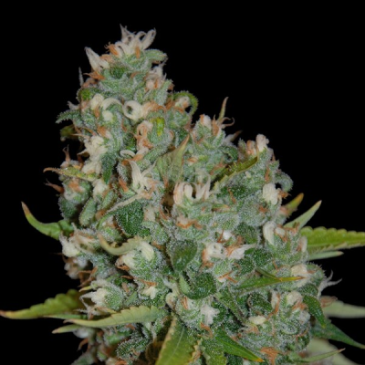 G13 Labs Seeds - OG13
