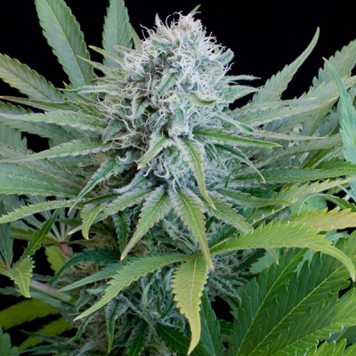 G13 Labs Seeds - Peach Purée CBD