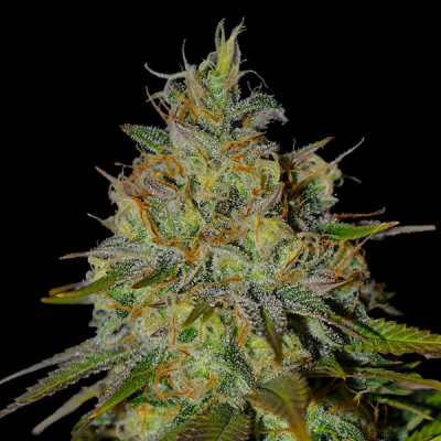 G13 Labs Seeds - Picante