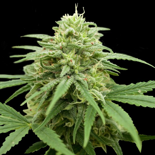 G13 Labs Seeds - Pineapple Express #2