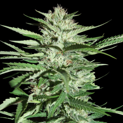 G13 Labs Seeds - Pineapple Express