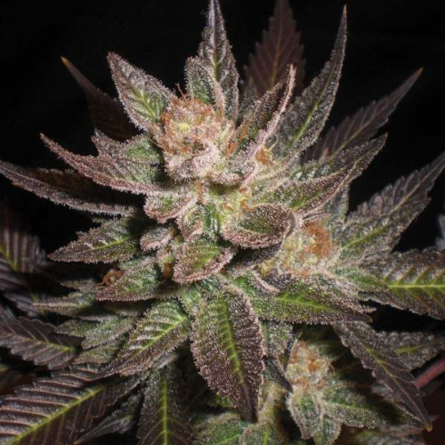G13 Labs Seeds - Purple Haze