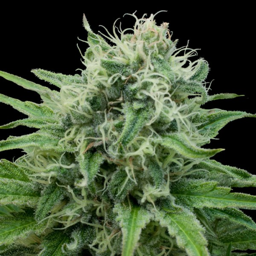 G13 Labs Seeds - Raw Diesel