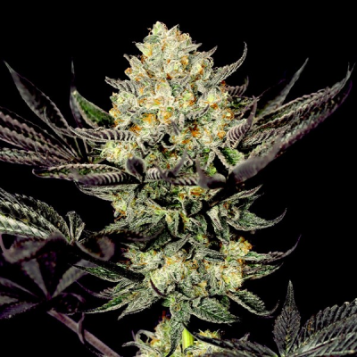 G13 Labs Seeds - Face Mask