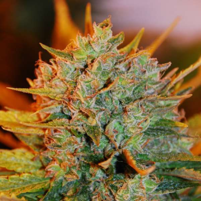 G13 Labs Seeds - Gigabud