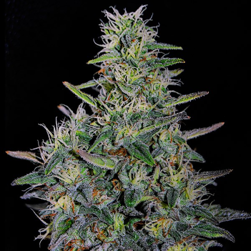 G13 Labs Seeds - Cherry Pavlova