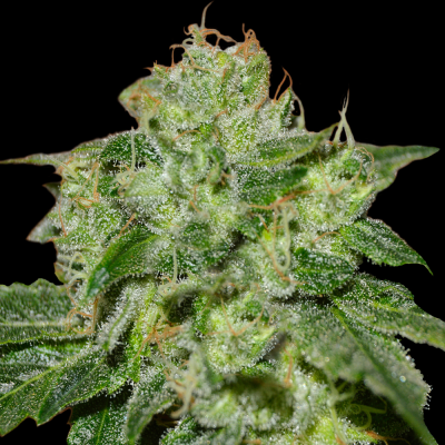 G13 Labs Seeds - Chocolate Heaven