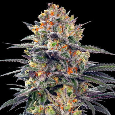 G13 Labs Seeds - Jealous Mary Auto