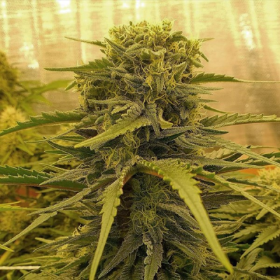 G13 Labs Seeds - Lemon Amber Kush