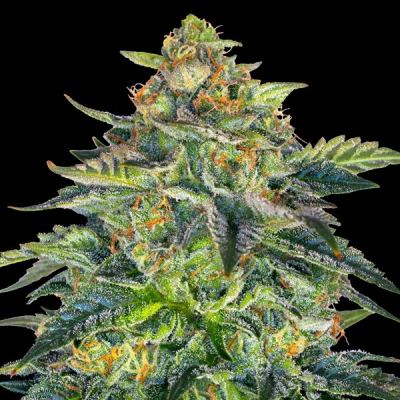 G13 Labs Seeds - London Cream Cake Auto