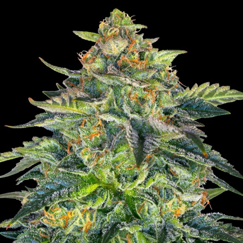 G13 Labs Seeds - London Cream Cake Auto