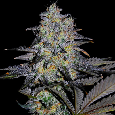 G13 Labs Seeds - Magnetic Marker