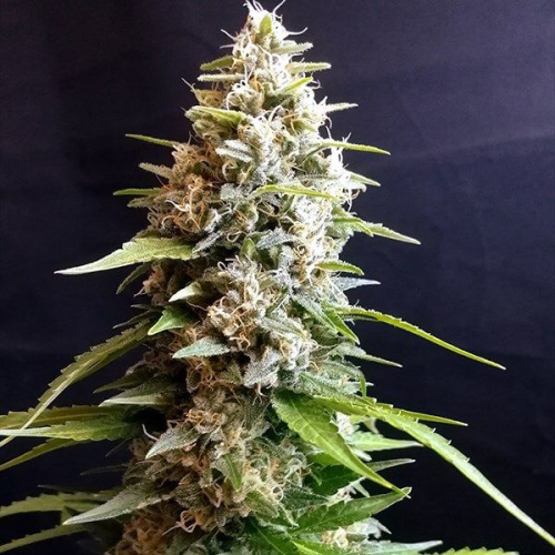 G13 Labs Seeds - Maltezerz