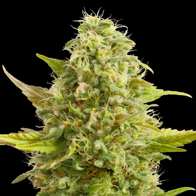 G13 Labs Seeds - Royal Kush