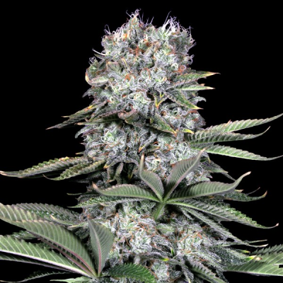 G13 Labs Seeds - Runtz 13