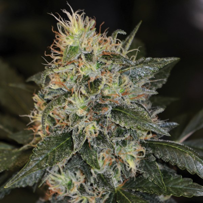 G13 Labs Seeds - Skunk #1