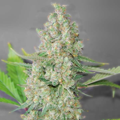G13 Labs Seeds - Super Skunk