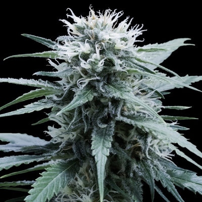 G13 Labs Seeds - Sweet Amnesia
