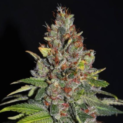 G13 Labs Seeds - Tropical Punch