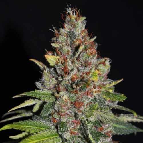 G13 Labs Seeds - Tropical Punch