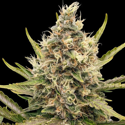 G13 Labs Seeds - White Critical