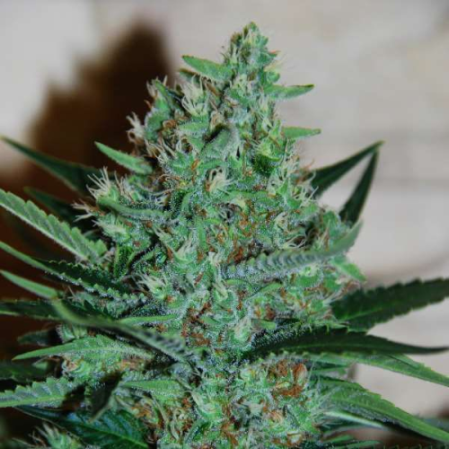 G13 Labs Seeds - White Lavender