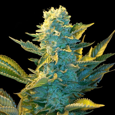 G13 Labs Seeds - White Widow