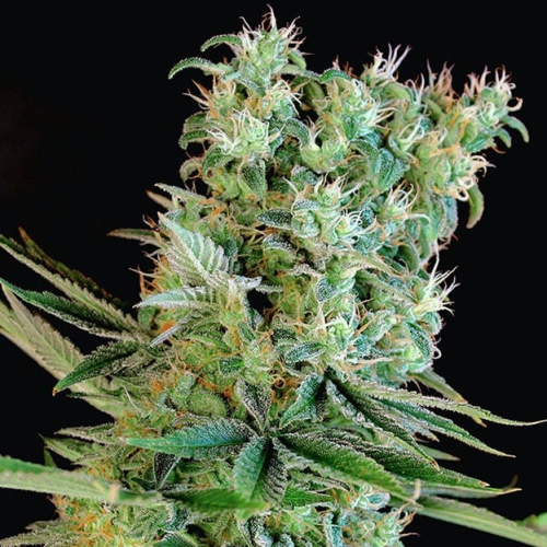 Genehtik - Amnesia Bilbo