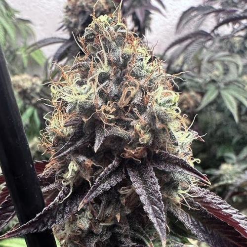 Genehtik - Bilbo Pound Cake